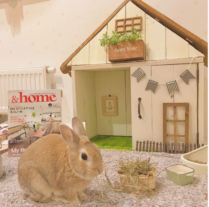 ウサギ 小屋 「ウサギ小屋」の例え