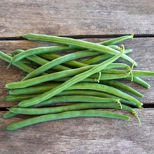 JADE Green Bean Pure Line Seeds
