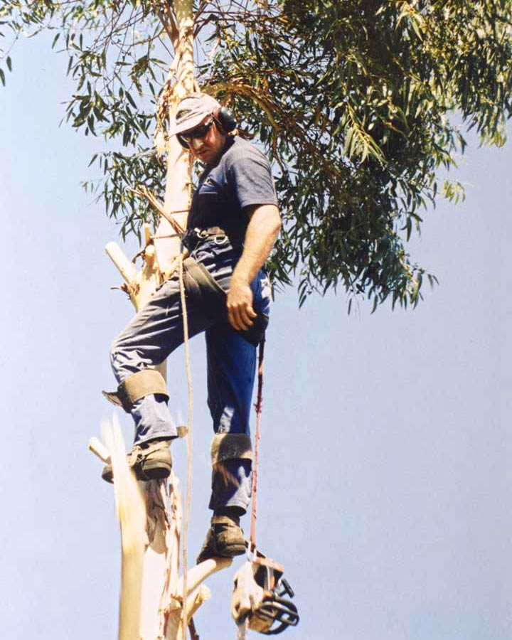 Tree Lopping Pure Maintenance WA