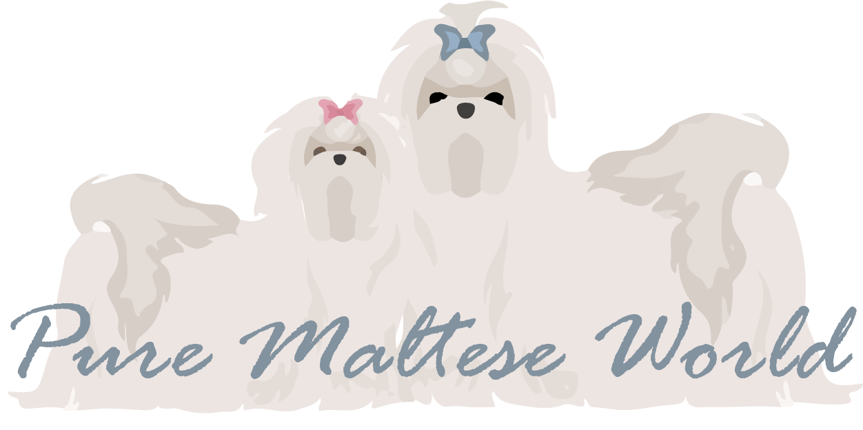 About Me Pure Maltese World