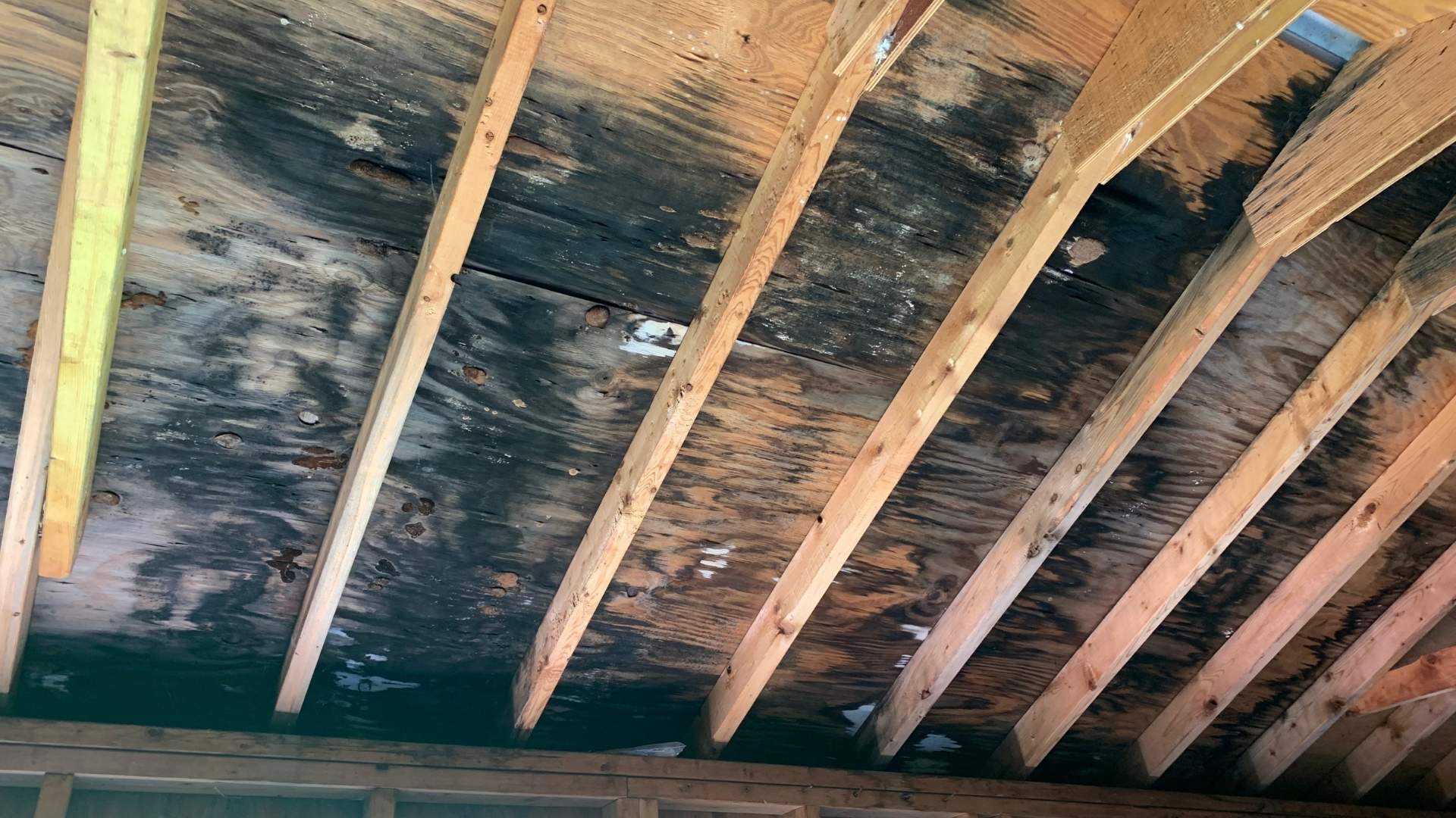 How To Kill Mold in a Crawl Space Pure Environmental