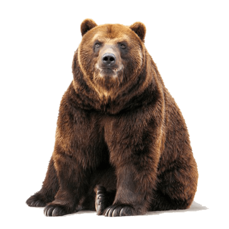 Bear Png Image Purepng Free Transparent Cc0 Png Image Library Images