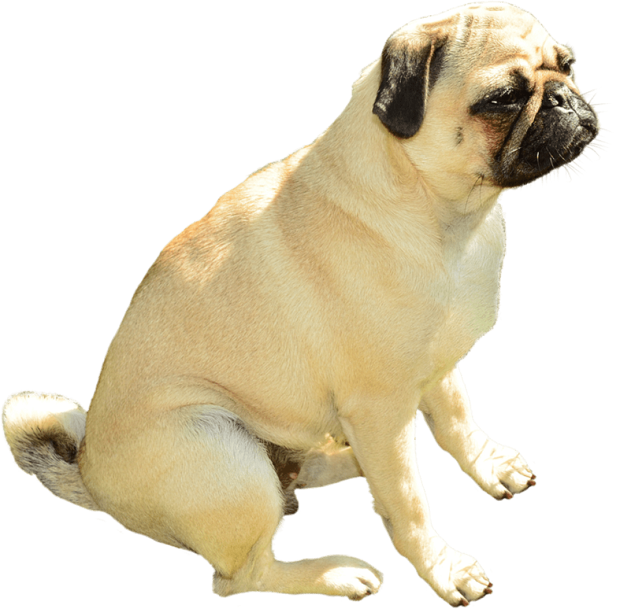Dog PNG Image PurePNG Free transparent CC0 PNG Image