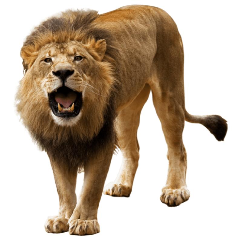Lion PNG Image PurePNG Free transparent CC0 PNG Image Library
