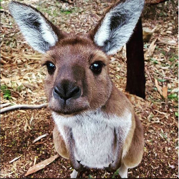 Cutest Animals In The World (With Pictures): Top 15
