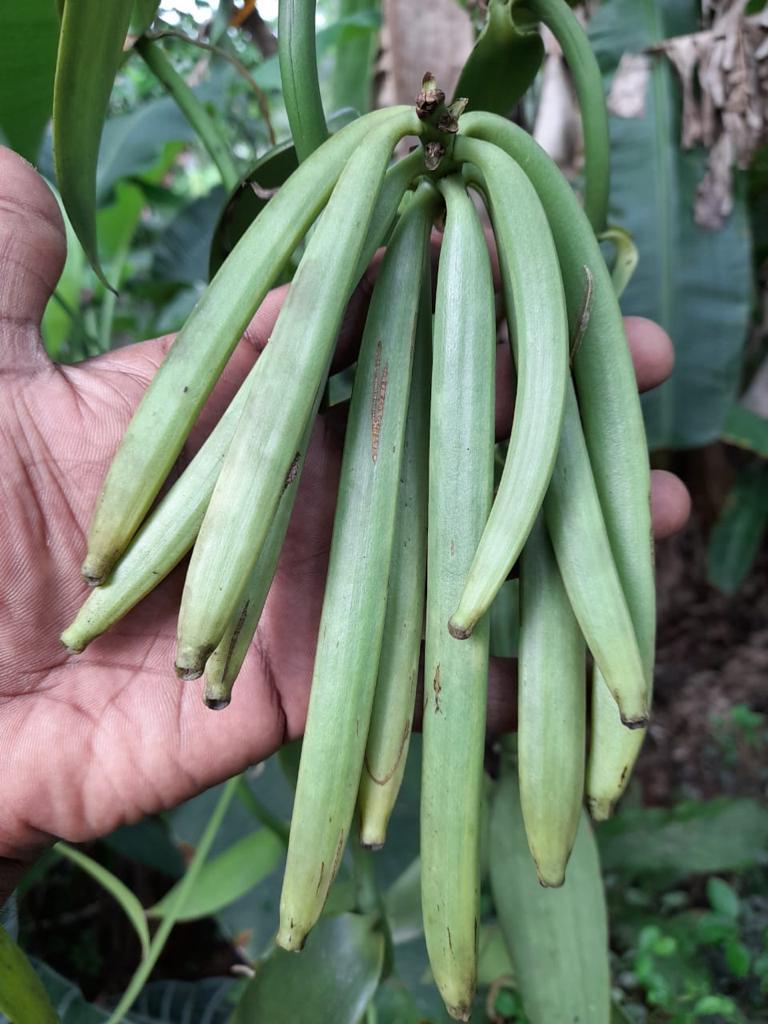How do Vanilla Beans are harvested? Vanilla Ceylon