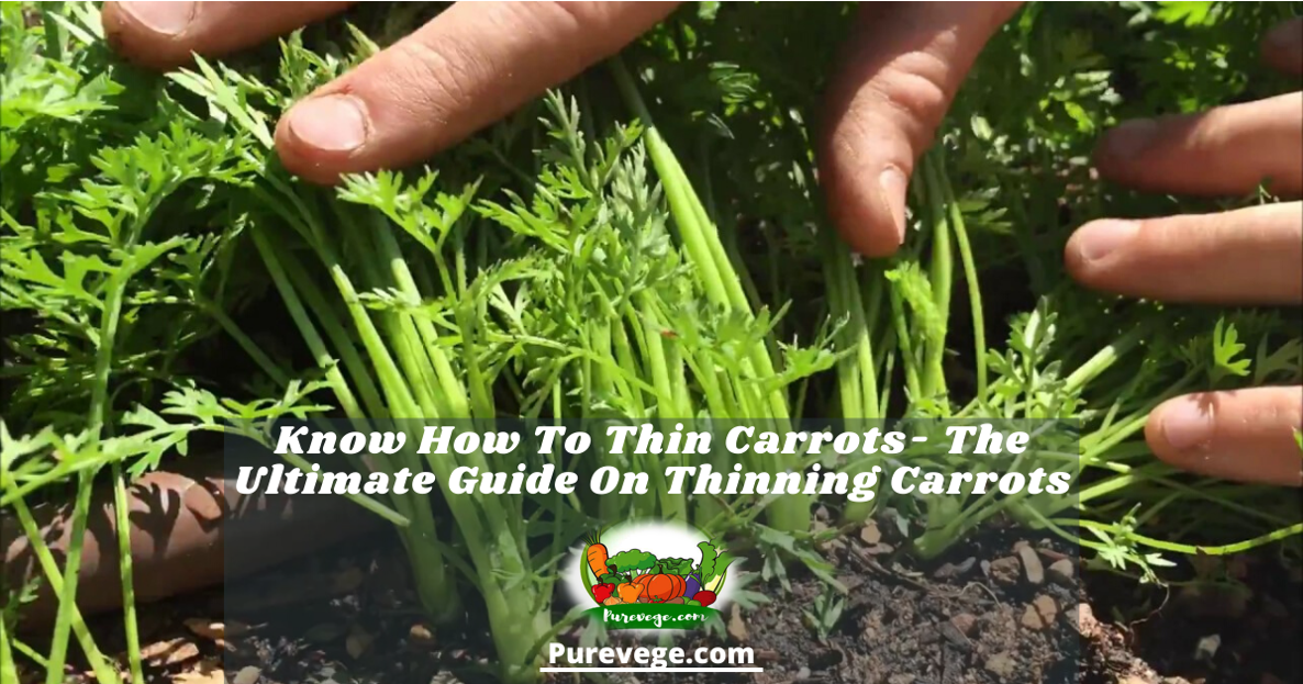 Know How To Thin Carrots The Ultimate Guide On Thinning Carrots