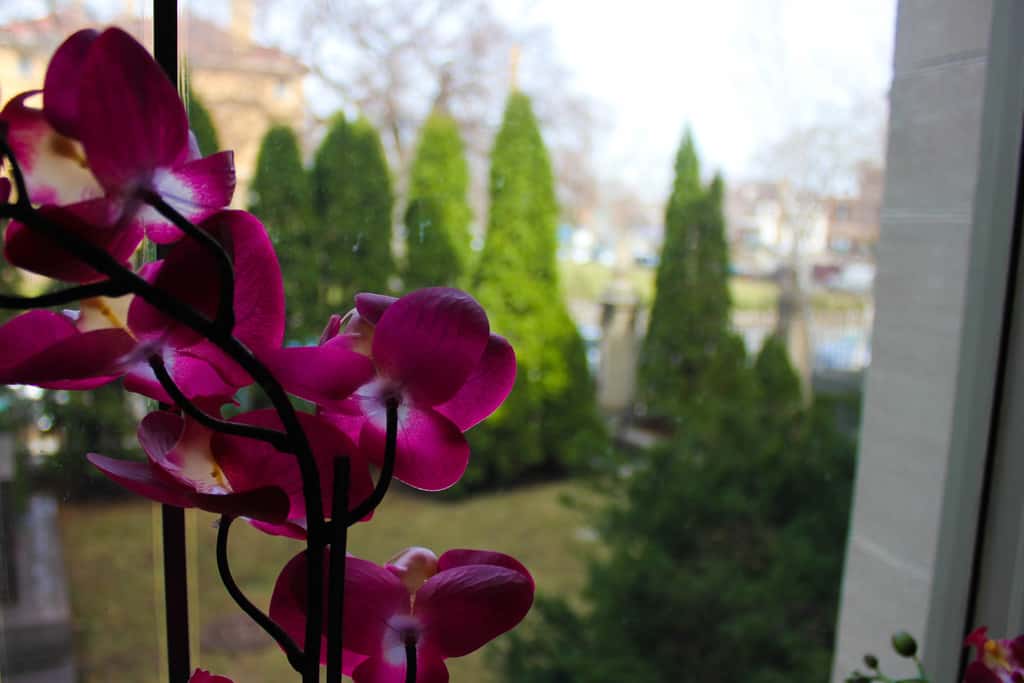 Finding Scandinavian Culture in Minneapolis, Minnesota Pure Wander