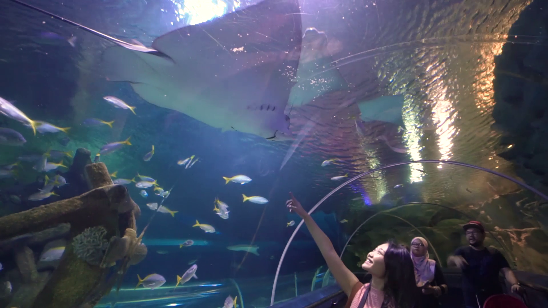 Aquaria KLCC Things to do in Kuala Lumpur Puri & Sue Malaysia