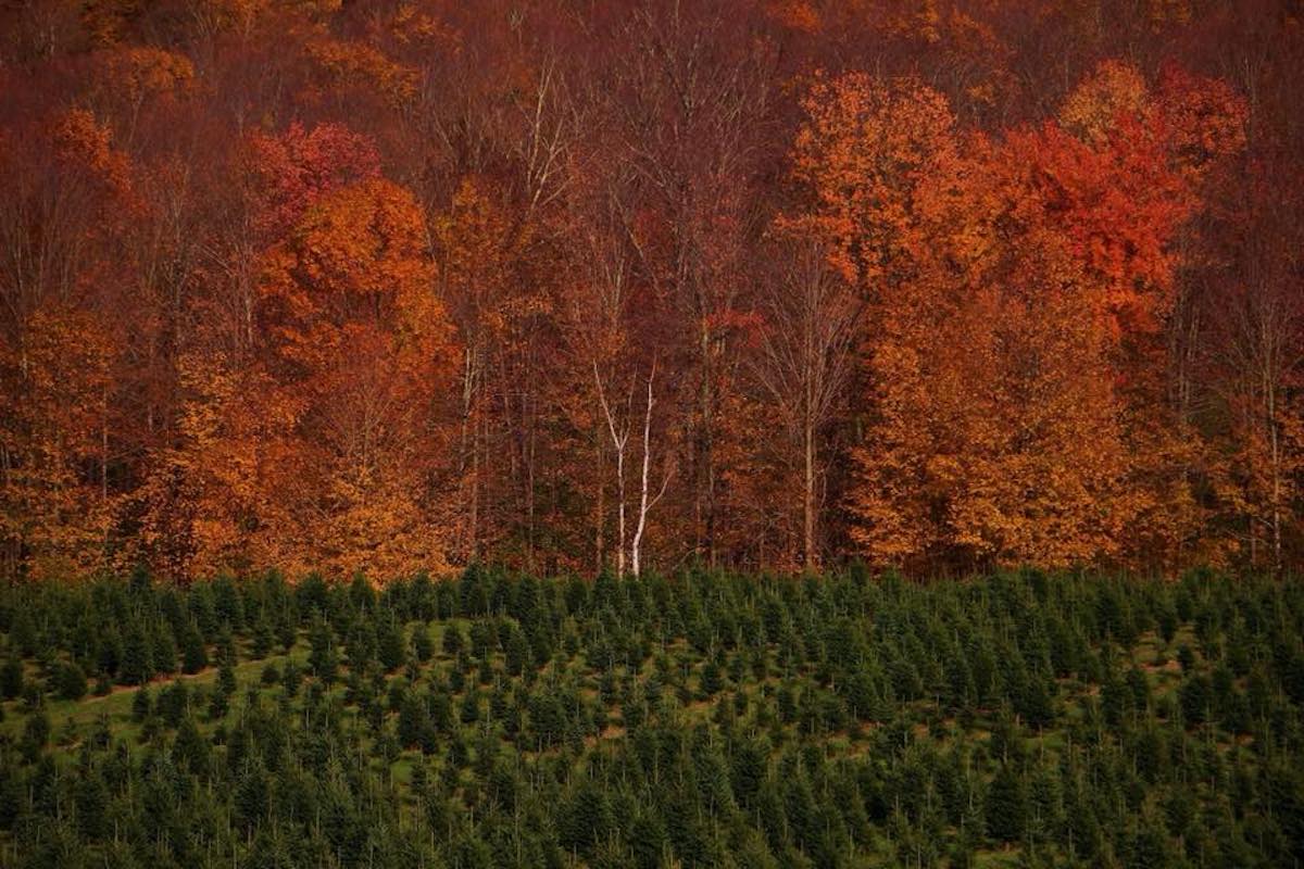 Purinton Maple Farm Vermont Maple Syrup Products Family Tradition
