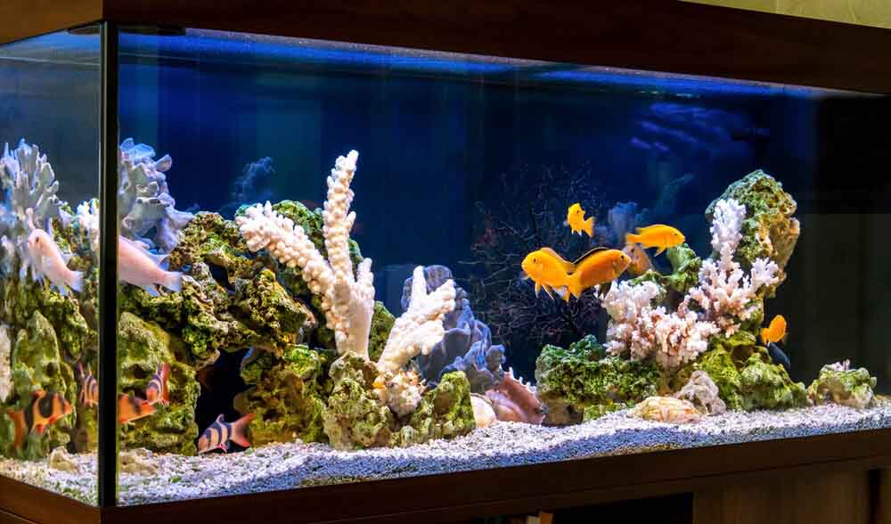 How an Aquarium UV Sterilizer can Benefit Your Aquarium