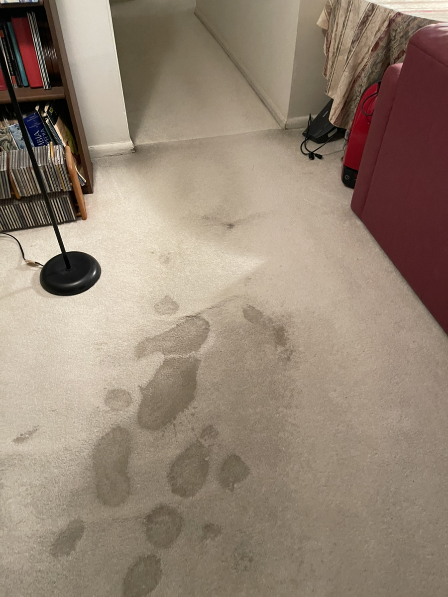 Water on Carpet Purofirst of Metropolitan Washington