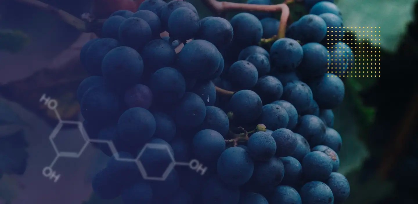 Grape seed extract vs resveratrol the benefits comparison