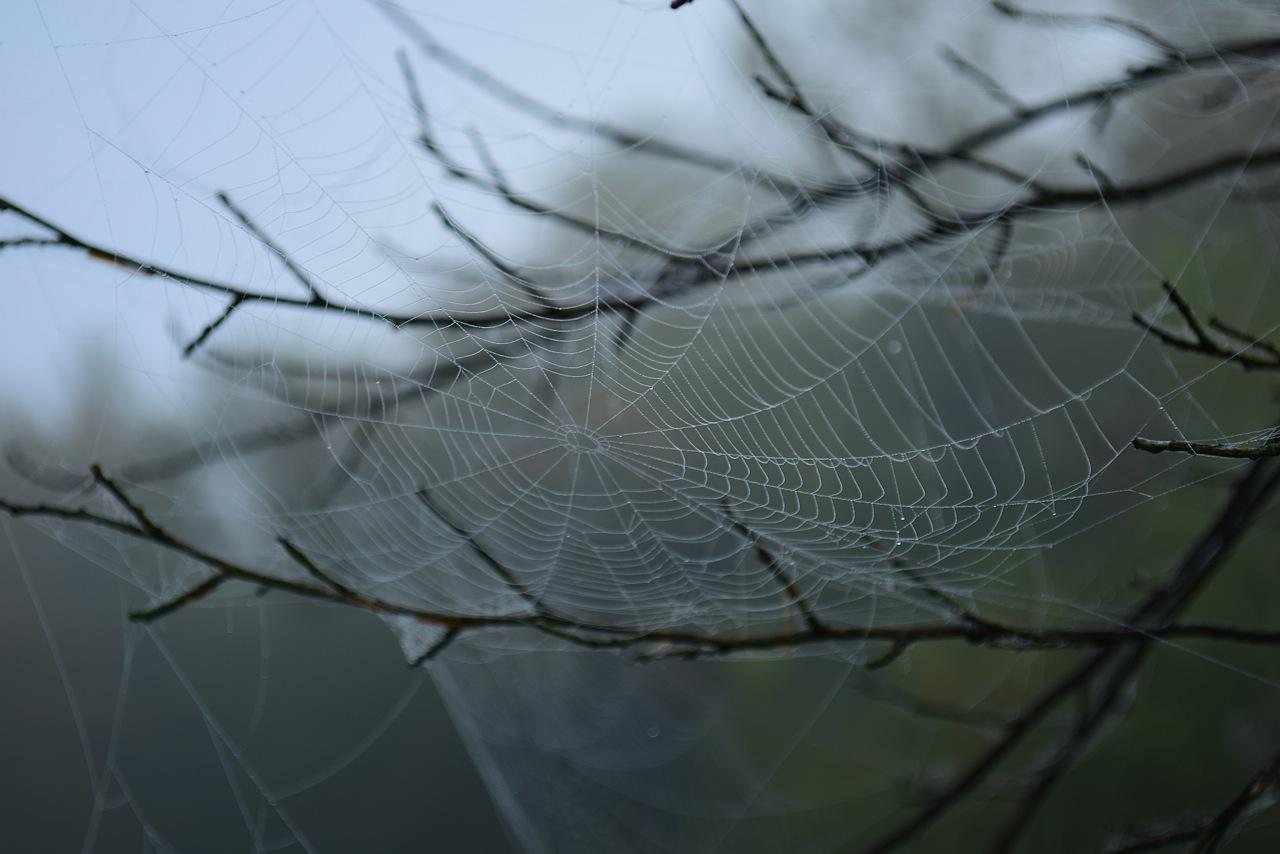 cobwebs Good to be Home