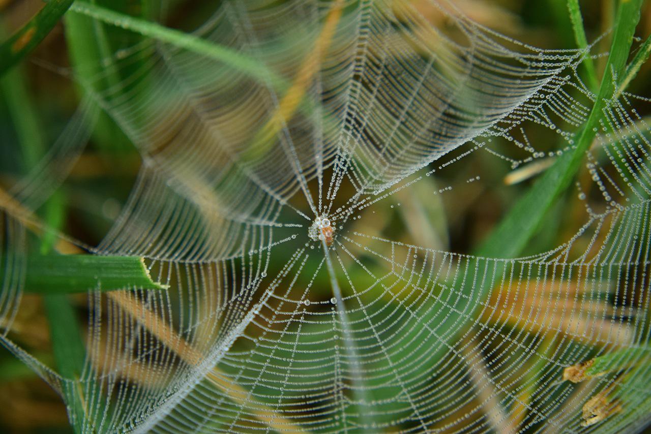 cobwebs Good to be Home