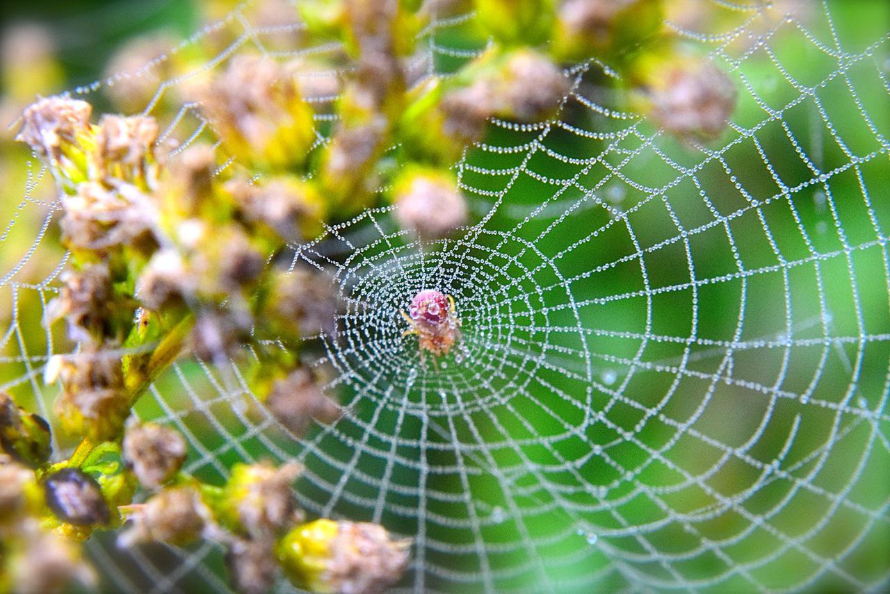 cobwebs Good to be Home