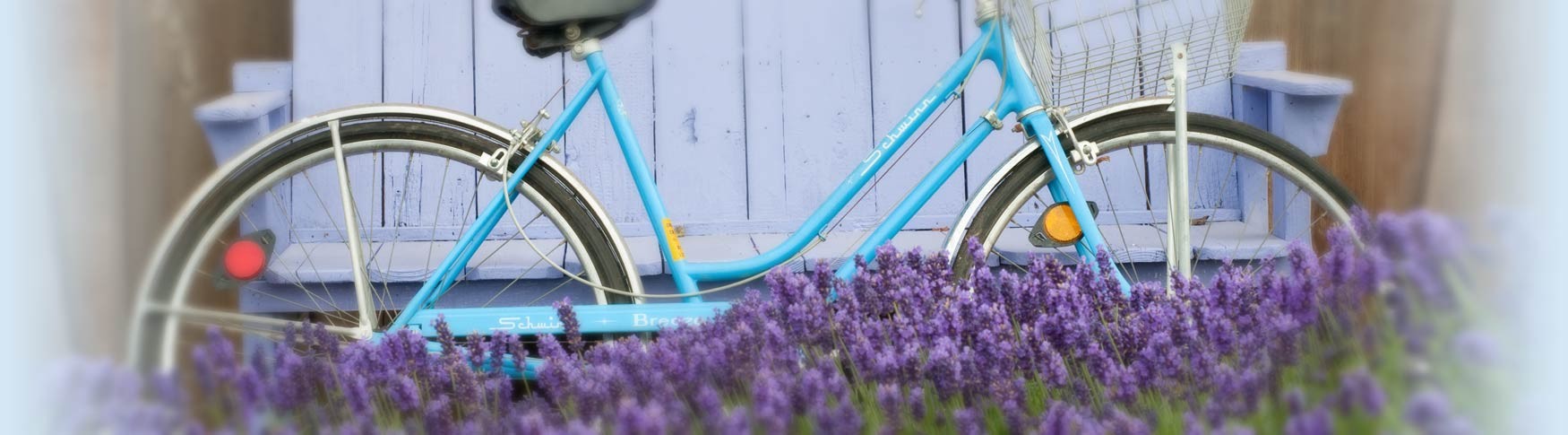 Lavender Farm in Sequim, WA Map & Directions Purple Haze