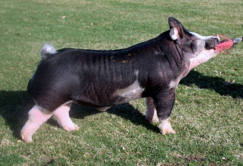 Boars Purple Power Boar Stud
