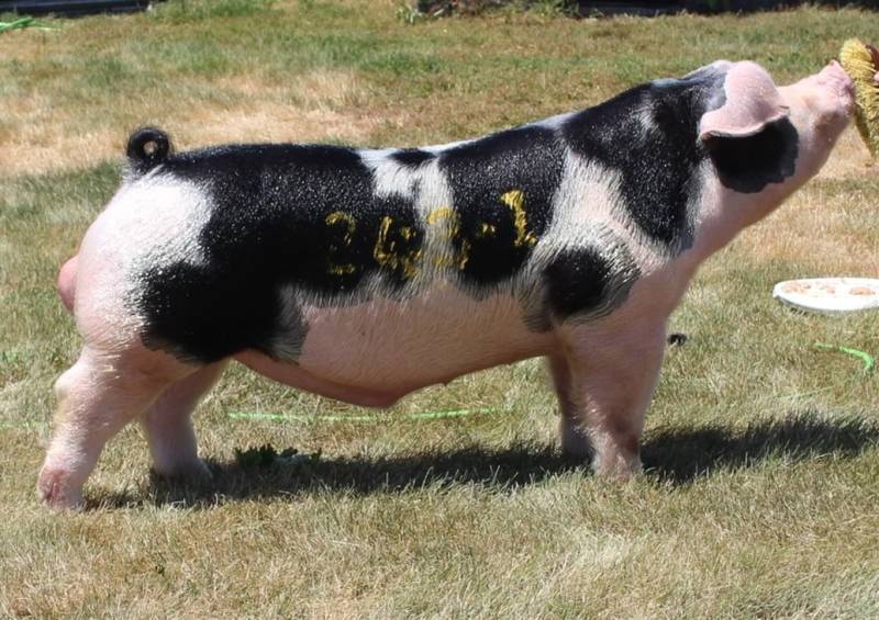 Boars Purple Power Boar Stud