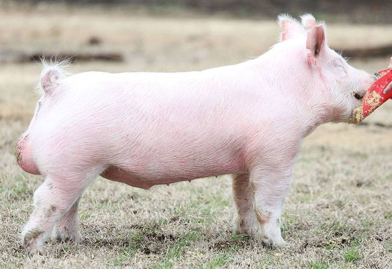 Boars Purple Power Boar Stud