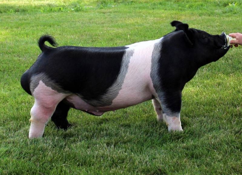 Boars Purple Power Boar Stud