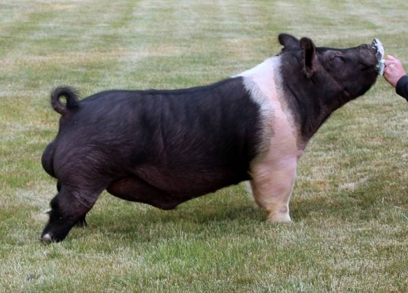 Boars Purple Power Boar Stud