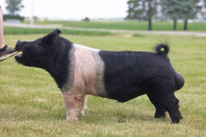 Boars Purple Power Boar Stud
