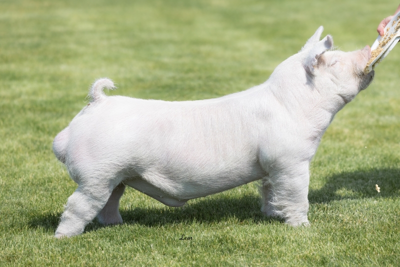 Boars Purple Power Boar Stud