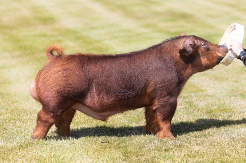 Boars Purple Power Boar Stud