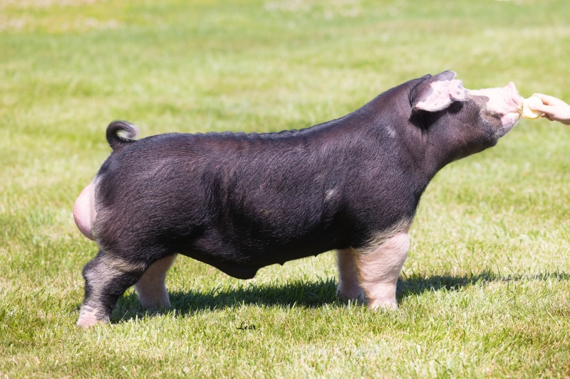 Boars Purple Power Boar Stud