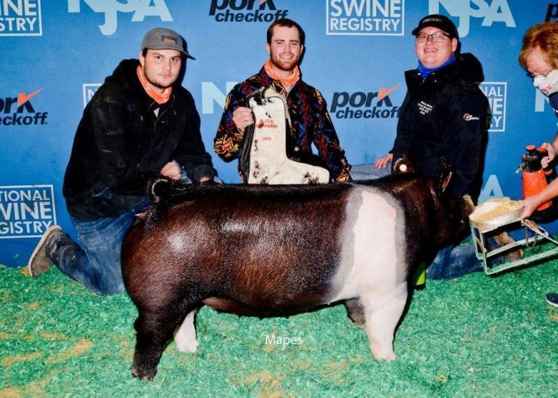 Boars Purple Power Boar Stud