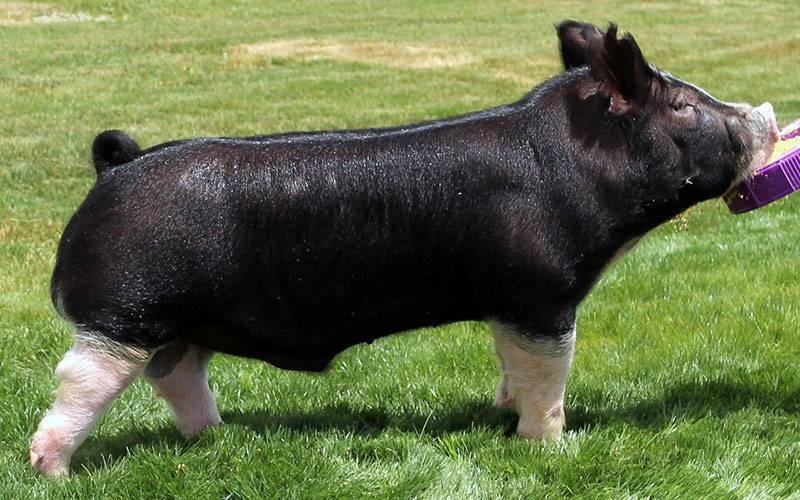 Boars Purple Power Boar Stud