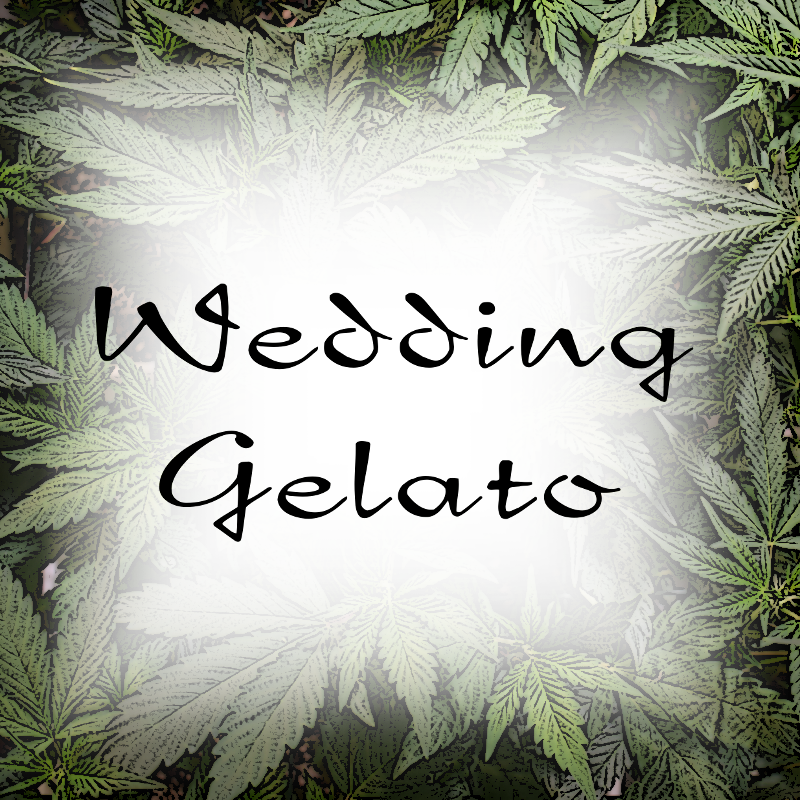 Wedding Gelato Feminized Purpose