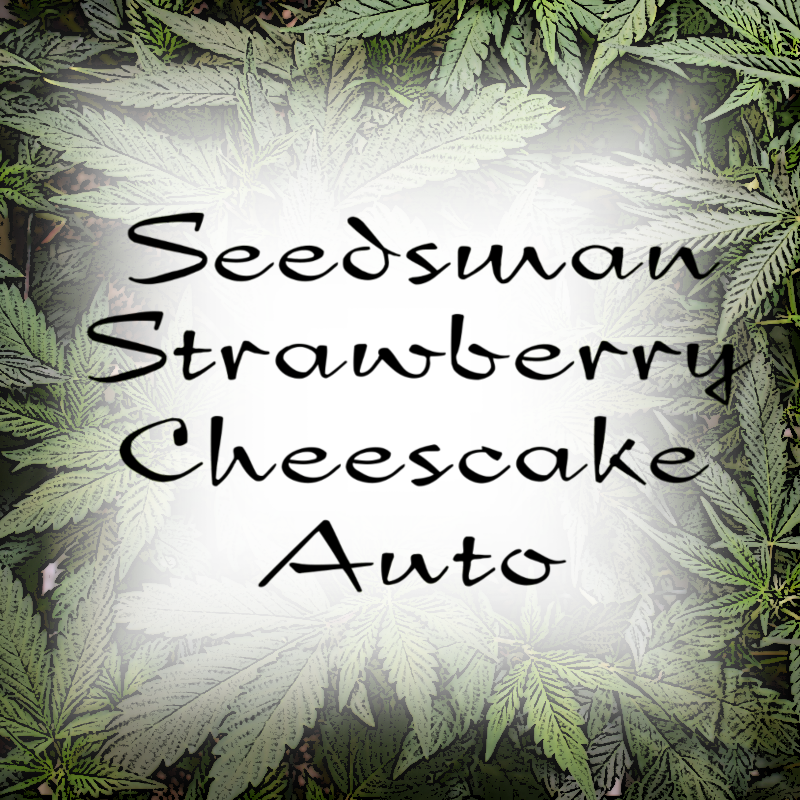 Seedsman Strawberry Cheesecake Feminized Autoflower Purpose