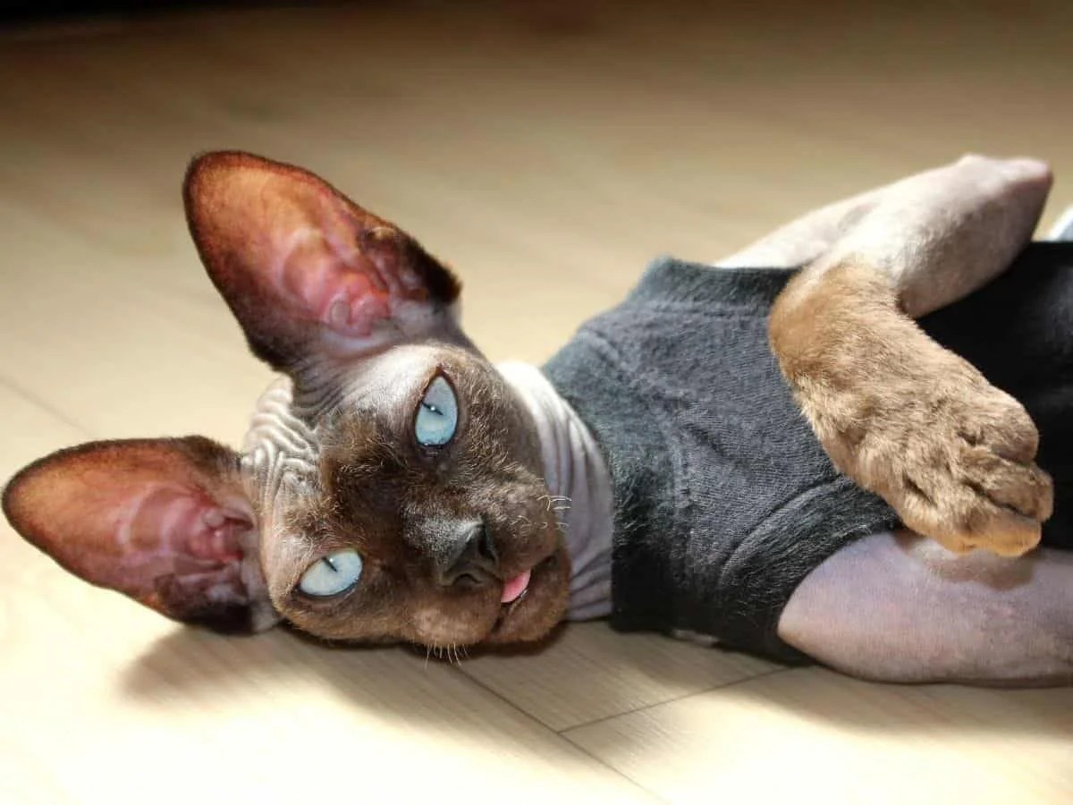 Best Foods For Sphynx Cats Purradox Sphynxery