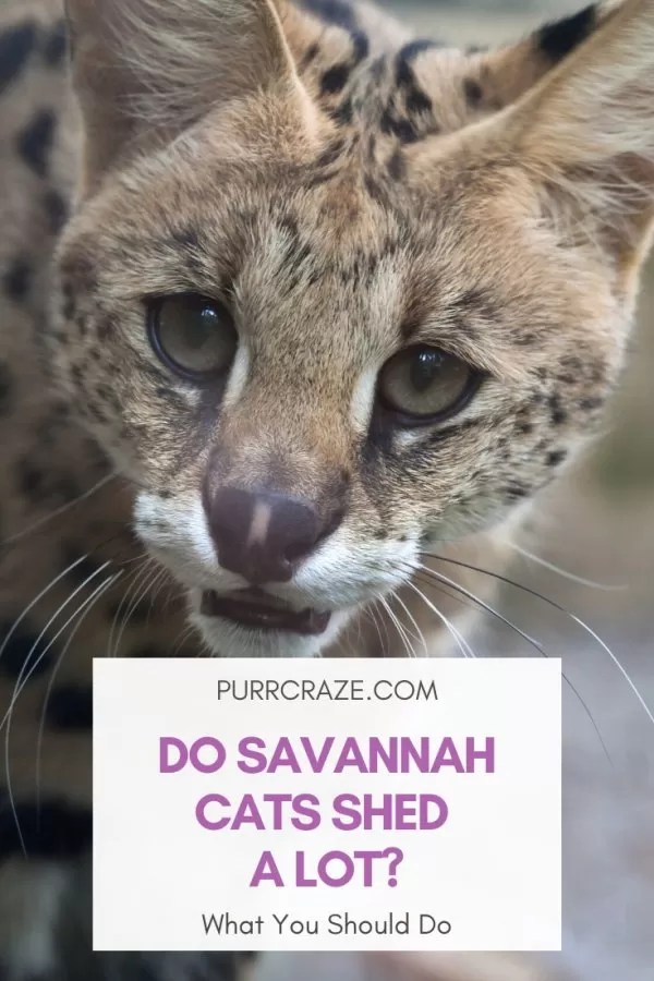 Do Savannah Cats Shed A Lot? What You Should Do Purr Craze
