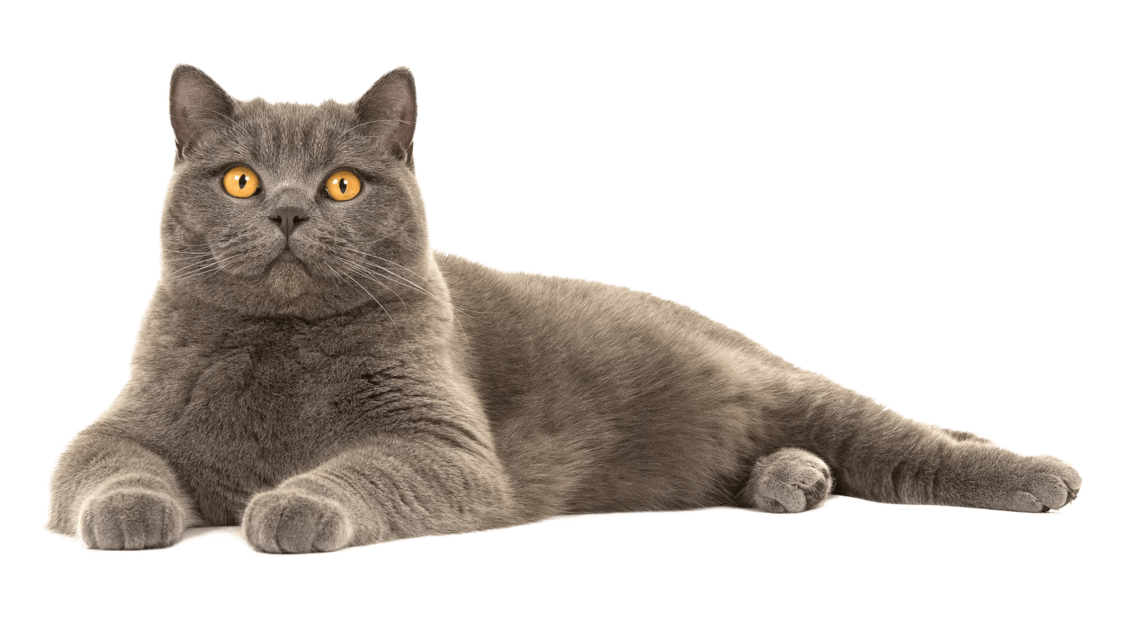 Best Food For British Shorthair Cat In 2023