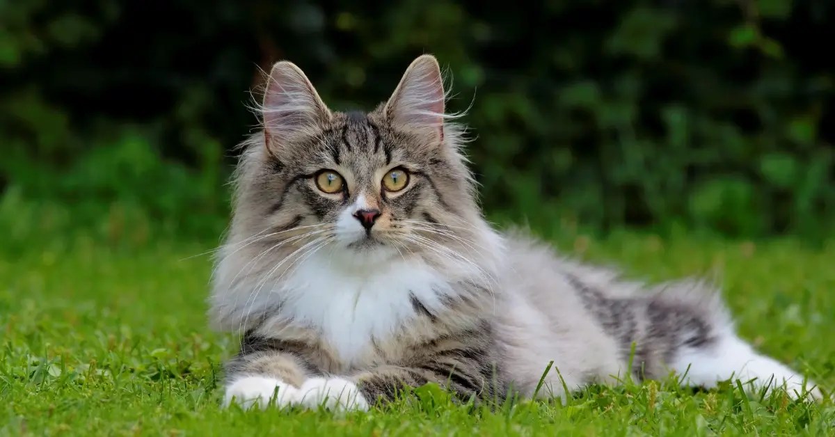 The Strongest Cat Breeds Top 20 Your Best Guide For 2024