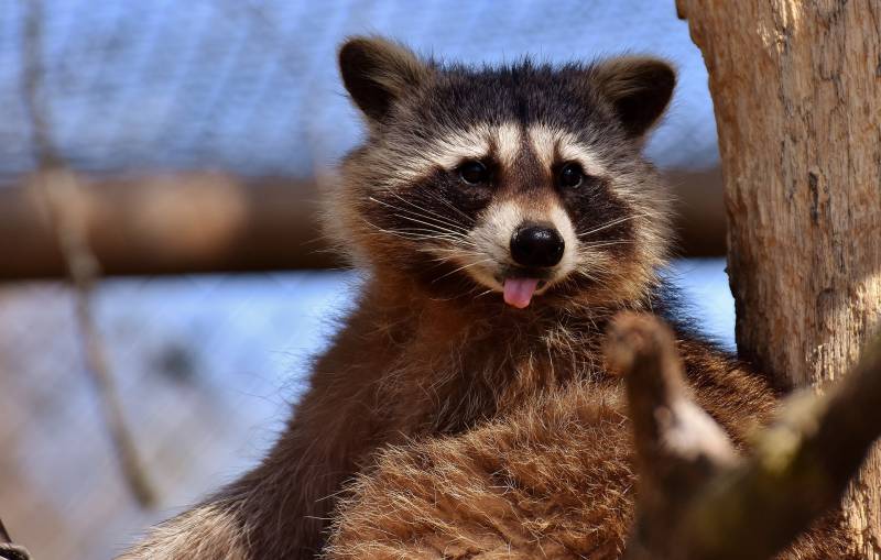 How To Train A Raccoon Guide & Things To Know All About Pets