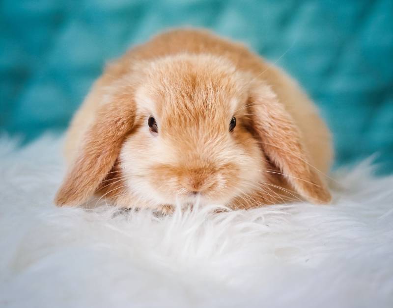 Why Does My Rabbit Bite My Clothes? [9 Reasons] All About Pets