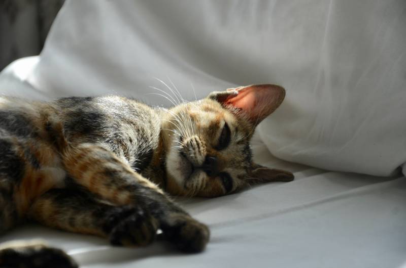 Cat Stomach Spasms Causes And What To Do All About Pets