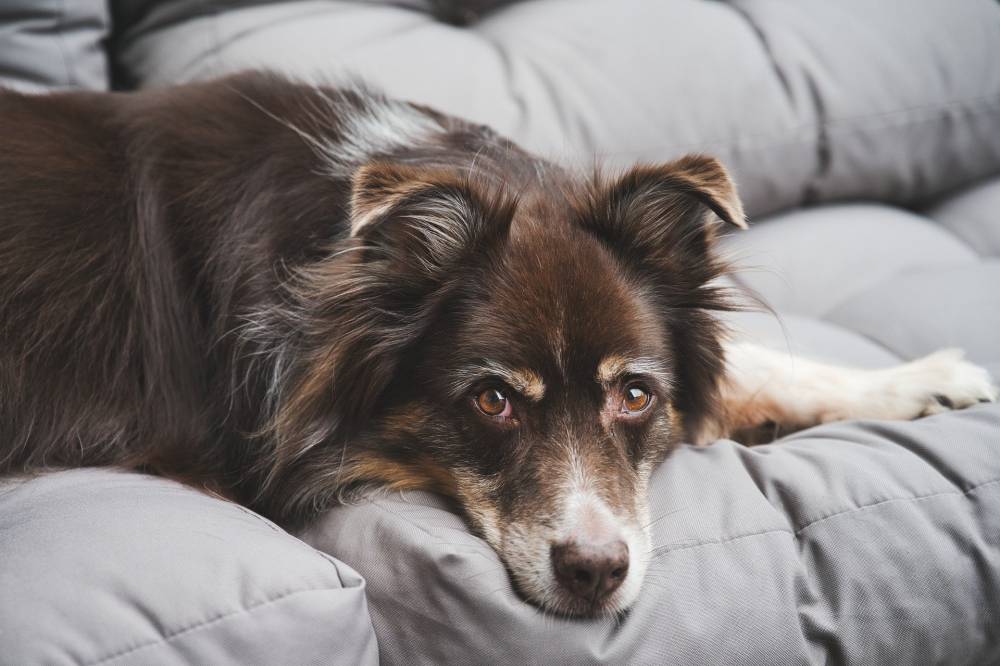 Why Does My Dog Feel Sweaty