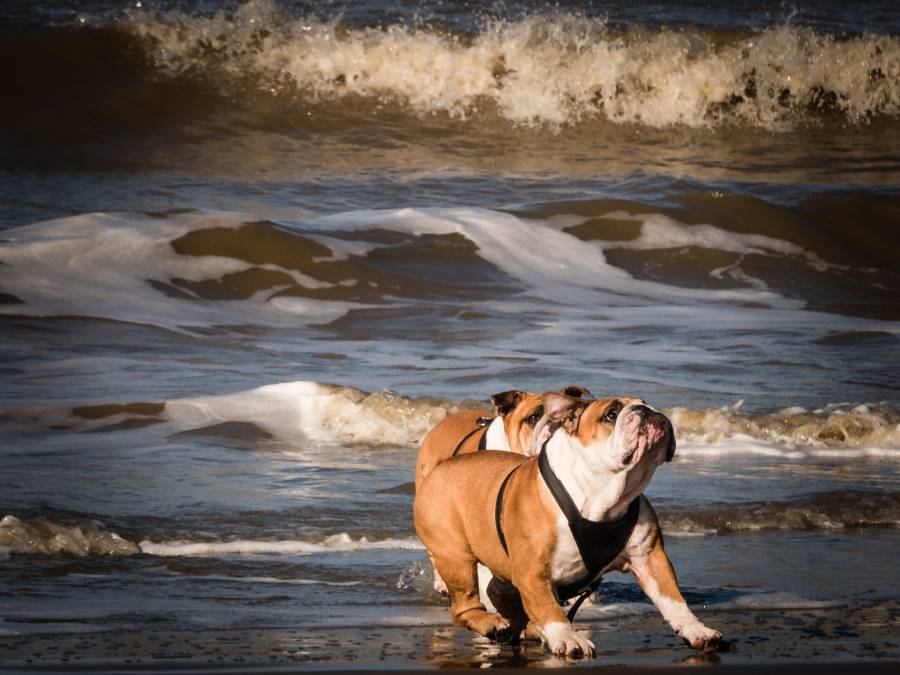 How To Stop A Neutered Male Dog From Mounting Other Dogs? All About Pets