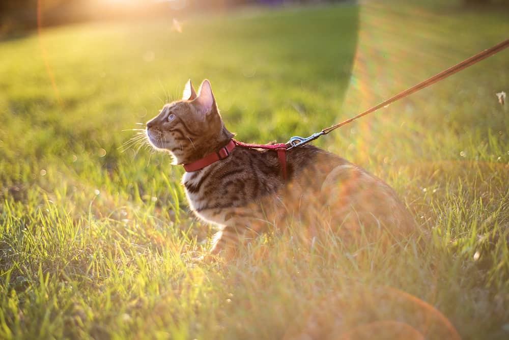 How to Use a Cat Harness and Leash Catwalks 101 Purrfect Strap