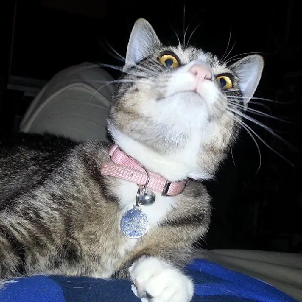 What does Erratic Cat Behavior Mean? Purrpetrators