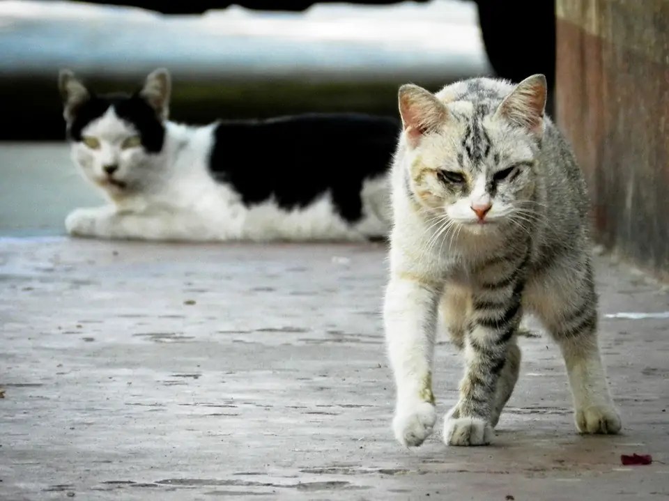 Difference between Feral and Stray Cats Purrpetrators