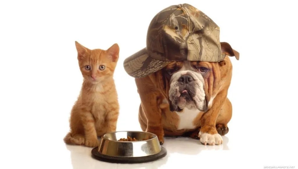 Is My Cat Underweight? Purrpetrators