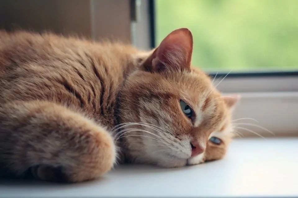 My Cat is in Heat. What should I Do? Purrpetrators