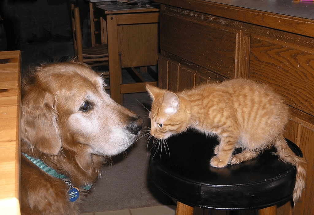 Can Cats and Dogs Live Together? Purrpetrators