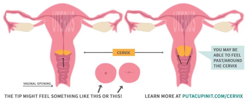 How To Find & Measure Your Cervix For A Menstrual Cup